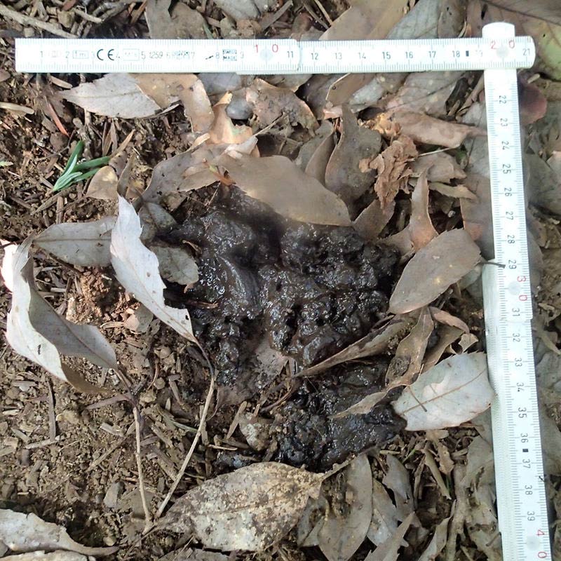 アナグマのフン