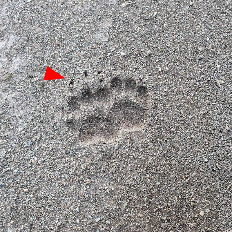 アナグマの足跡