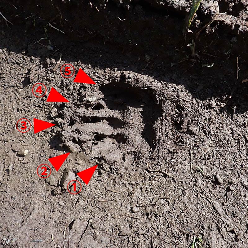 アナグマの足跡