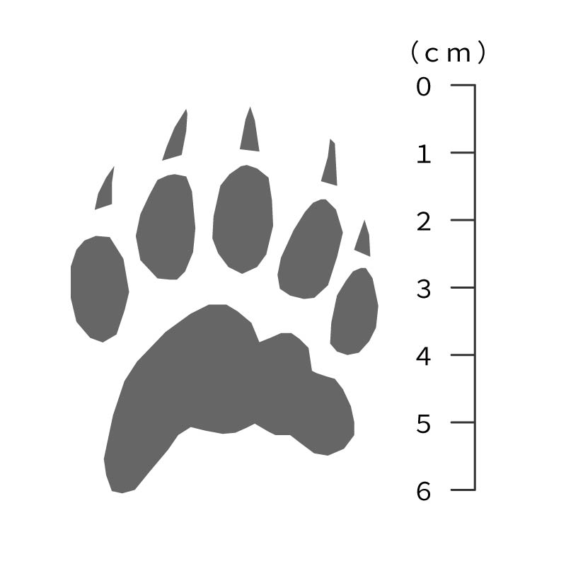 アナグマの足跡サイズ