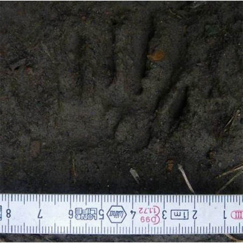 アライグマの足跡