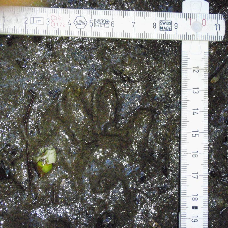 アライグマの足跡