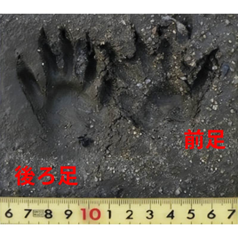 アライグマの足跡