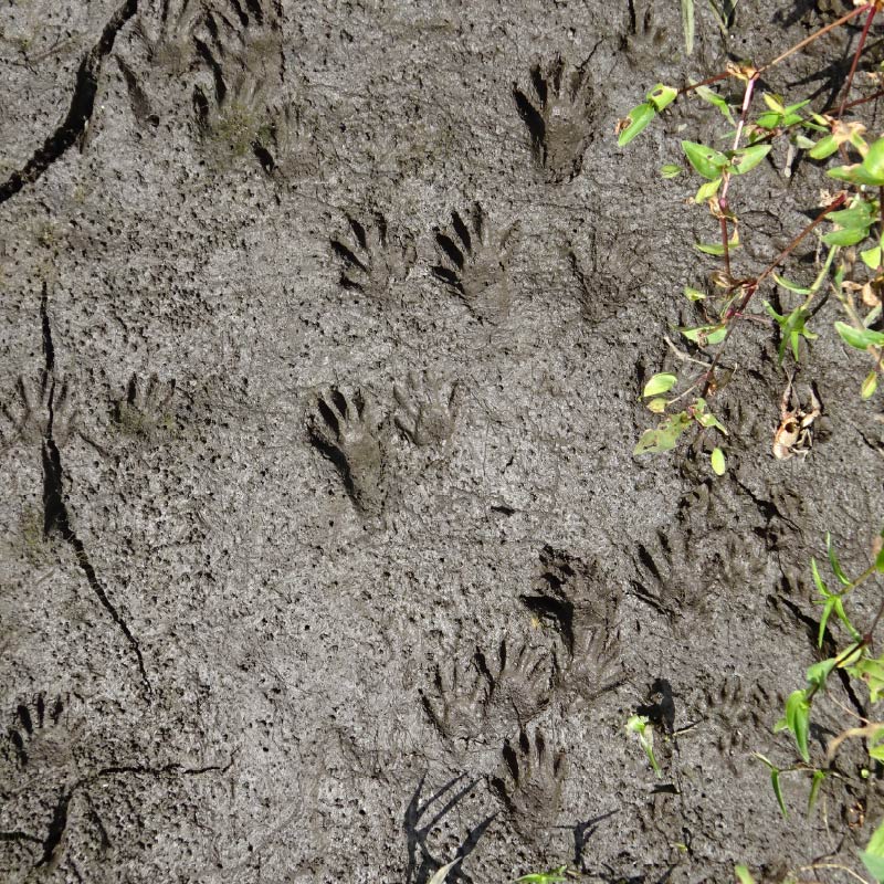 アライグマの足跡