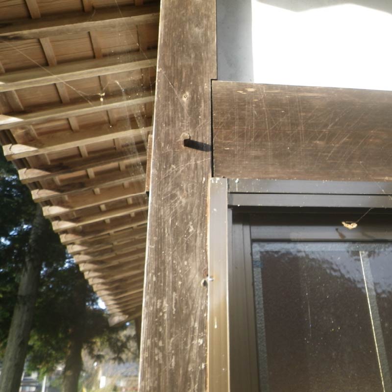 アライグマの爪跡