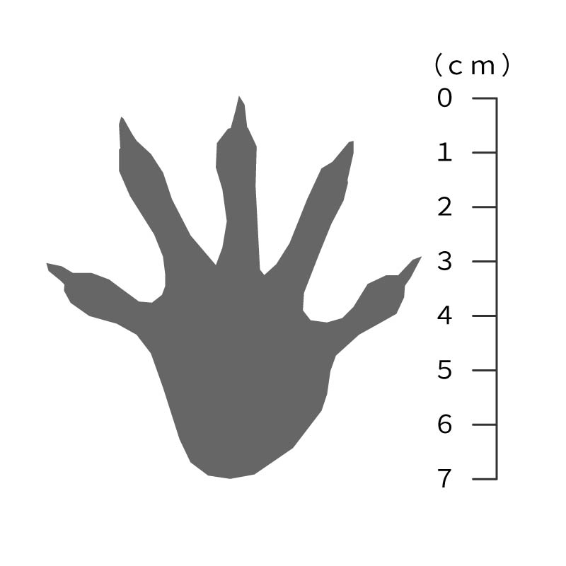 アライグマの足跡サイズ