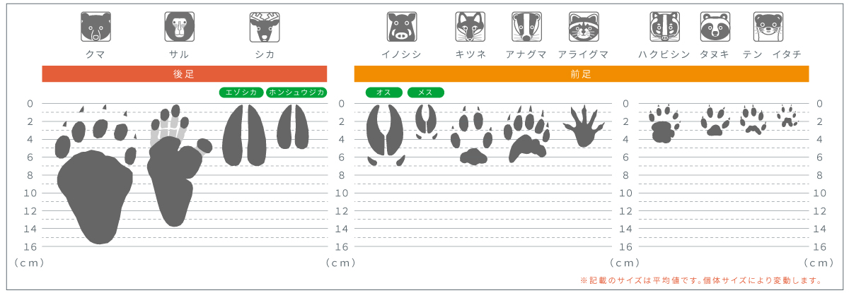 獣種別足跡比較表