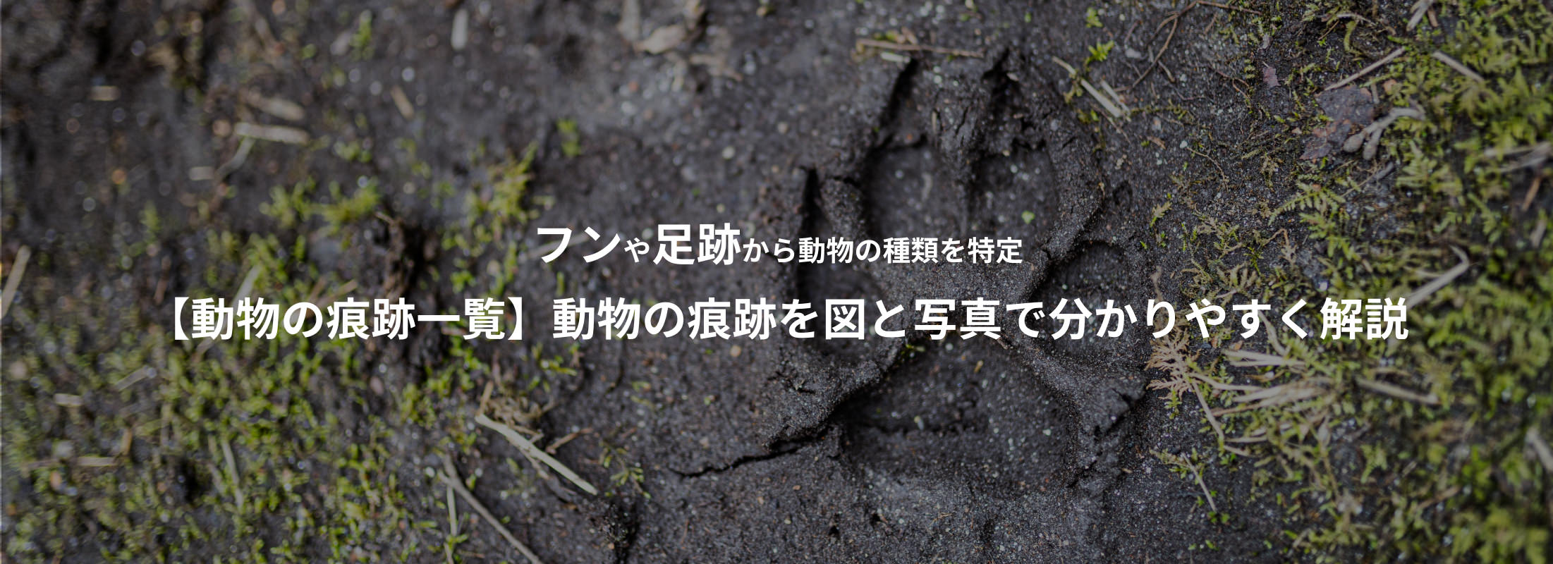 痕跡・フンページトップ