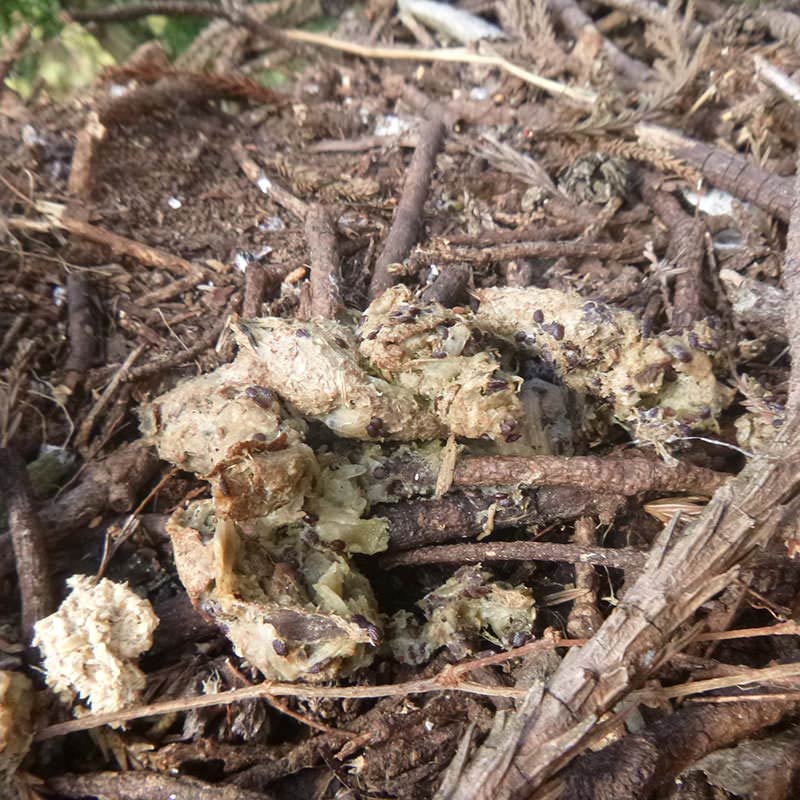 ハクビシンのフン