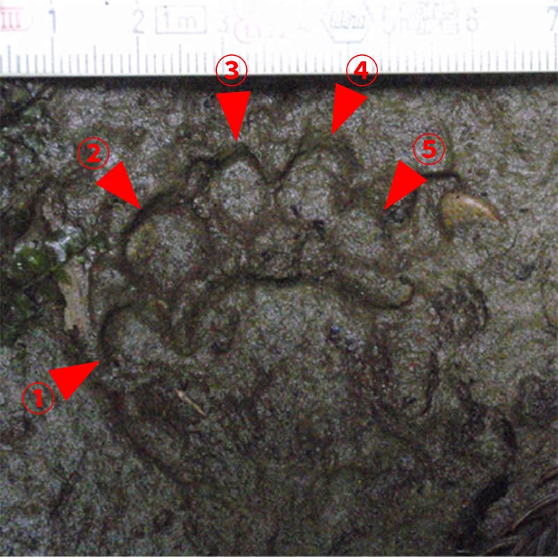 ハクビシンの足跡