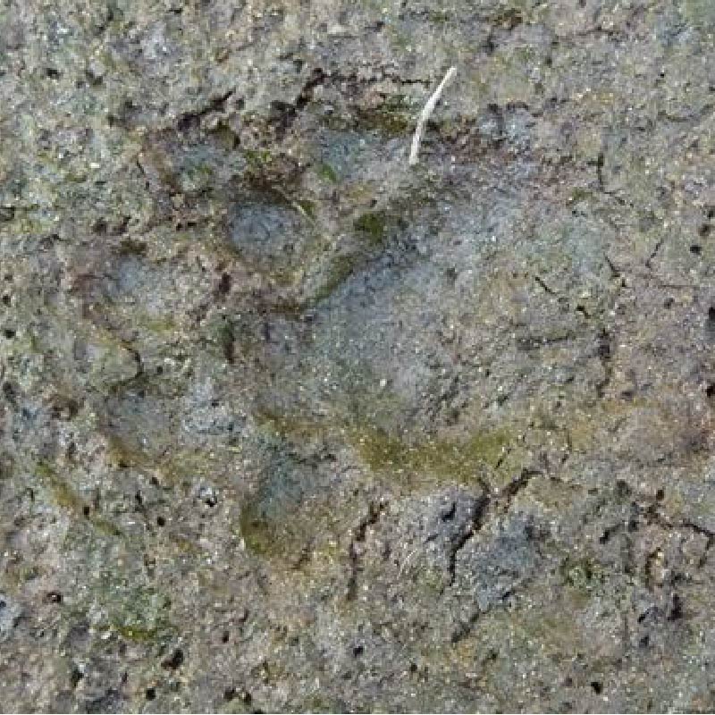 ハクビシンの足跡