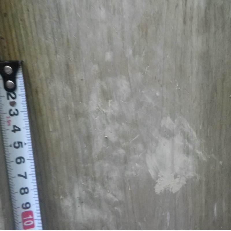 ハクビシンの足跡