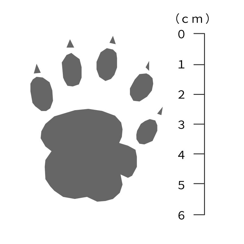 ハクビシンの足跡サイズ
