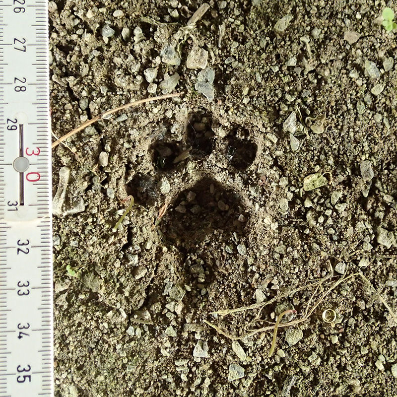 ハクビシンの足跡