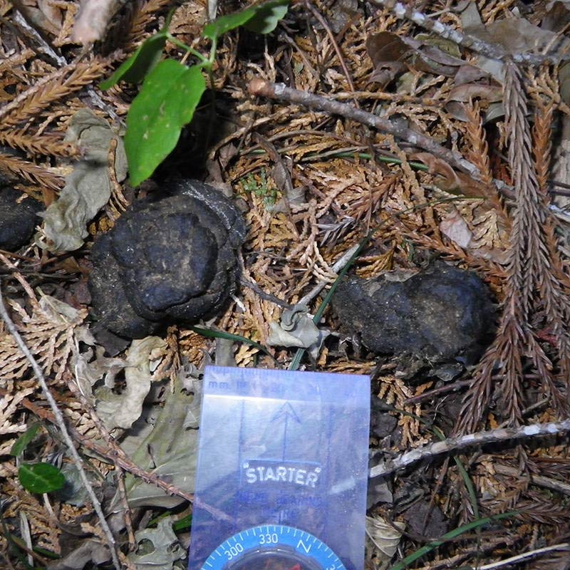 イノシシのフン