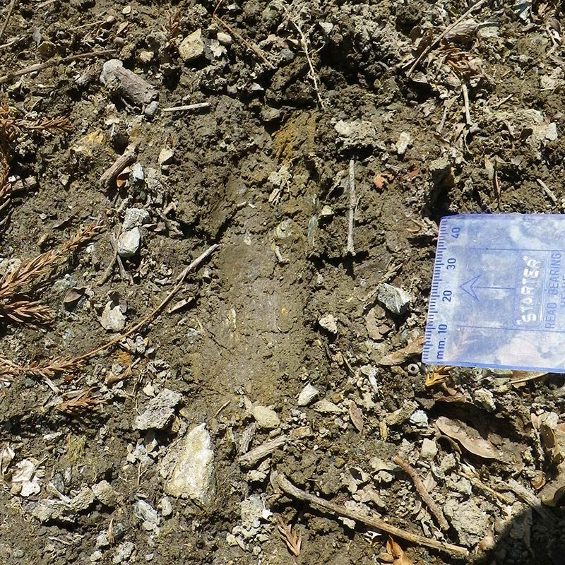 イノシシの足跡