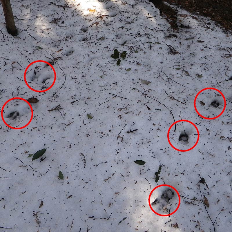 イノシシの足跡