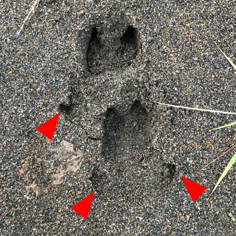 イノシシの足跡