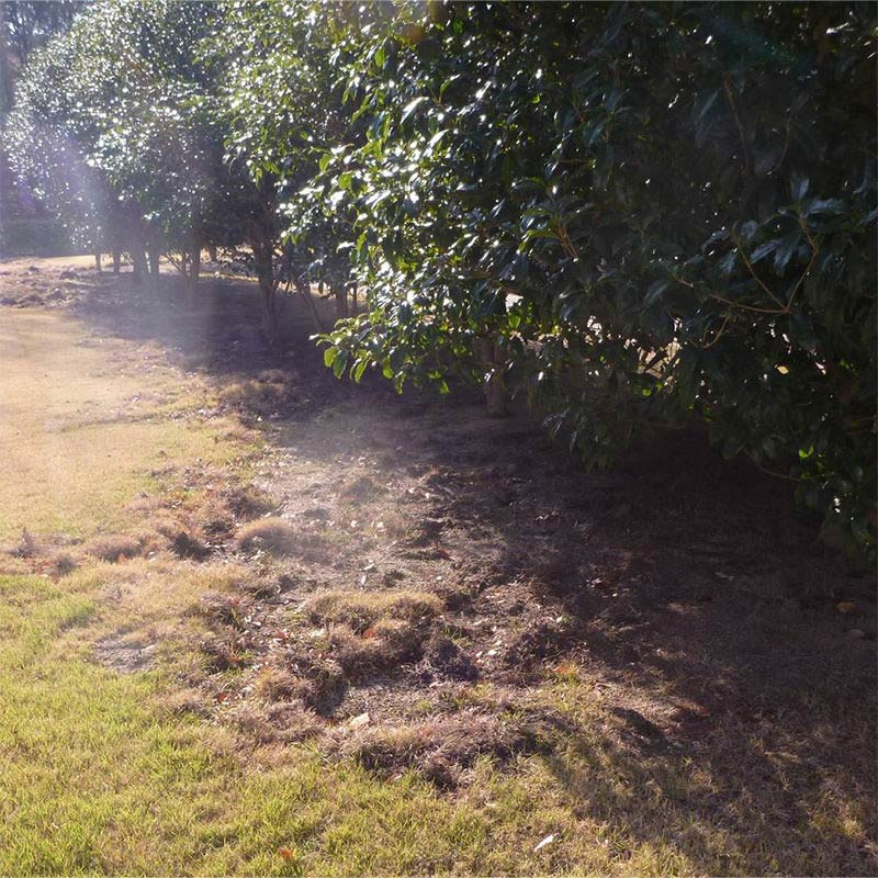 イノシシの掘り起こし跡