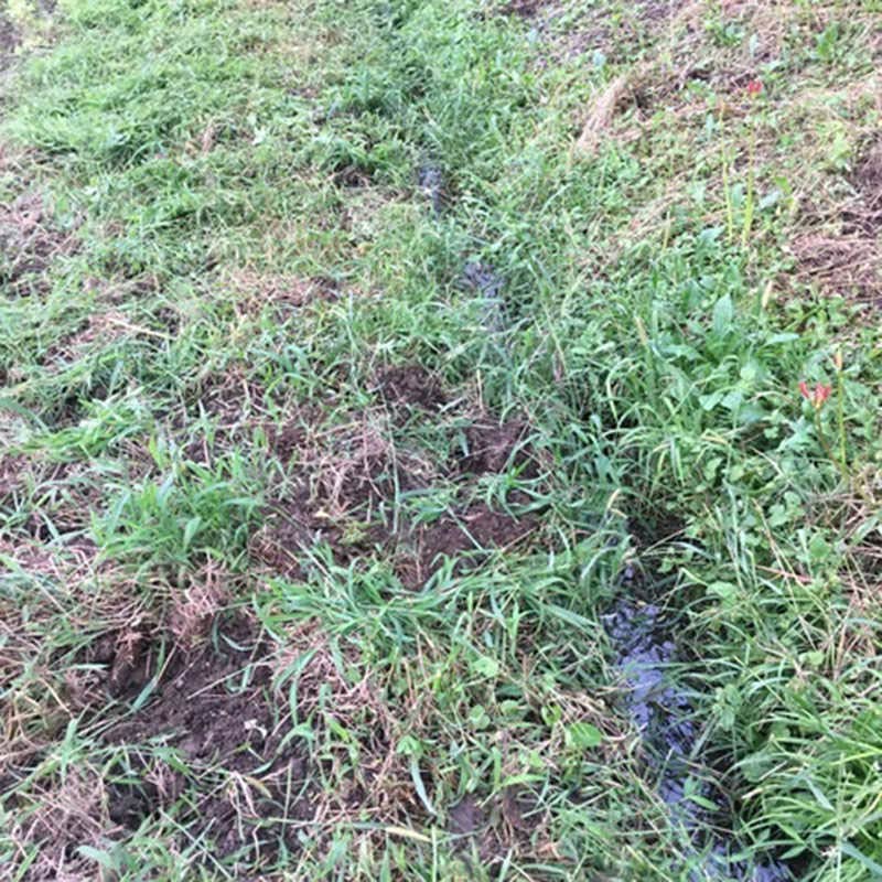 イノシシの掘り起こし跡