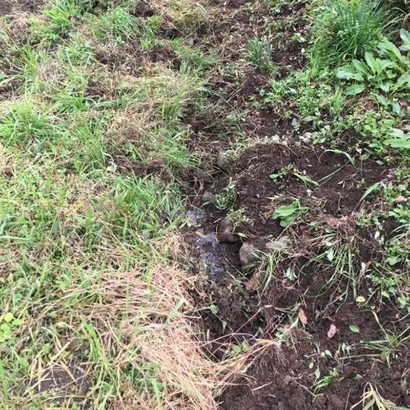 イノシシの掘り起こし跡