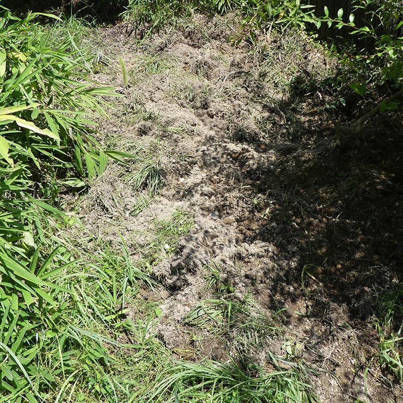 イノシシの掘り起こし跡