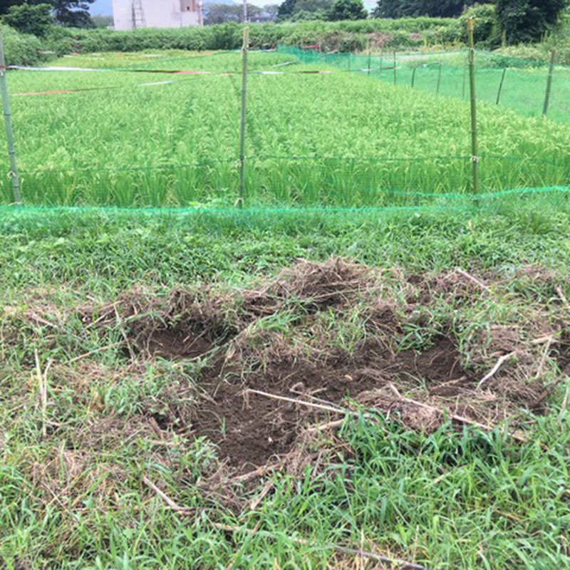 イノシシの掘り起こし跡