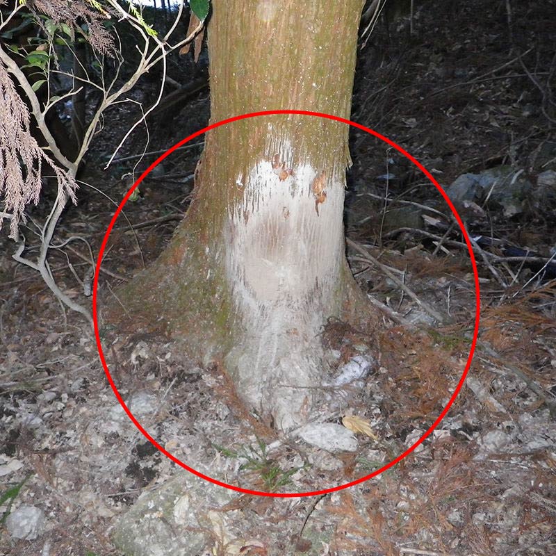 イノシシの体こすり跡