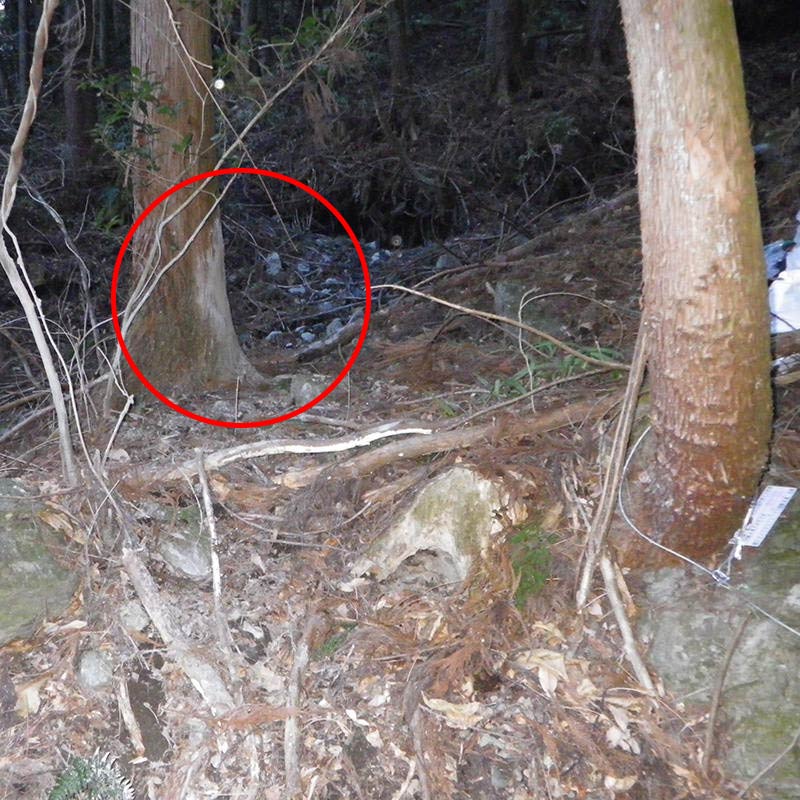 イノシシの体こすり跡
