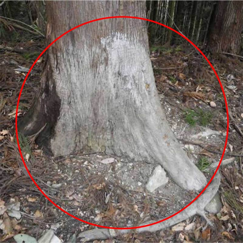 イノシシの体こすり跡