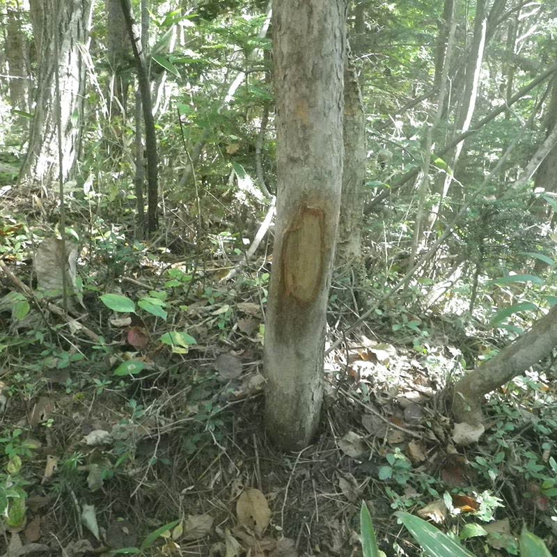 イノシシの体こすり跡