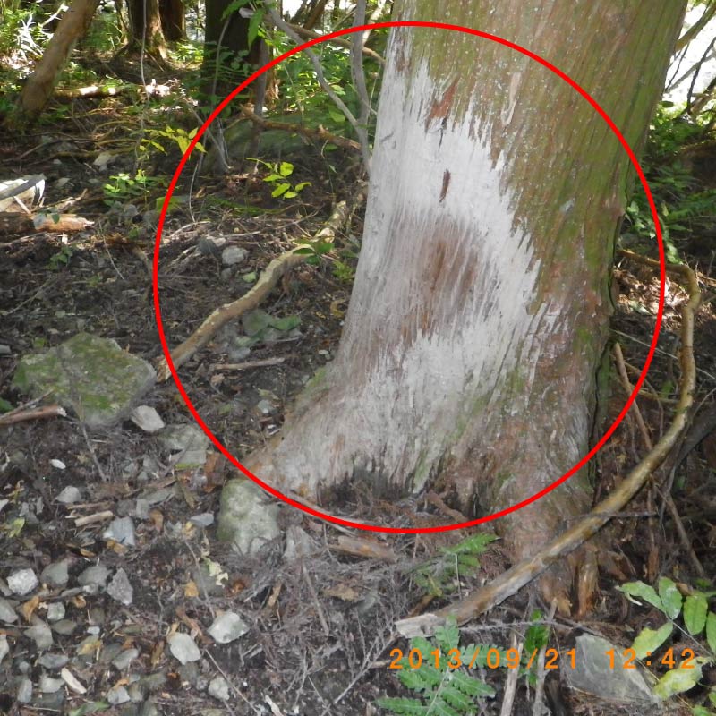 イノシシの体こすり跡