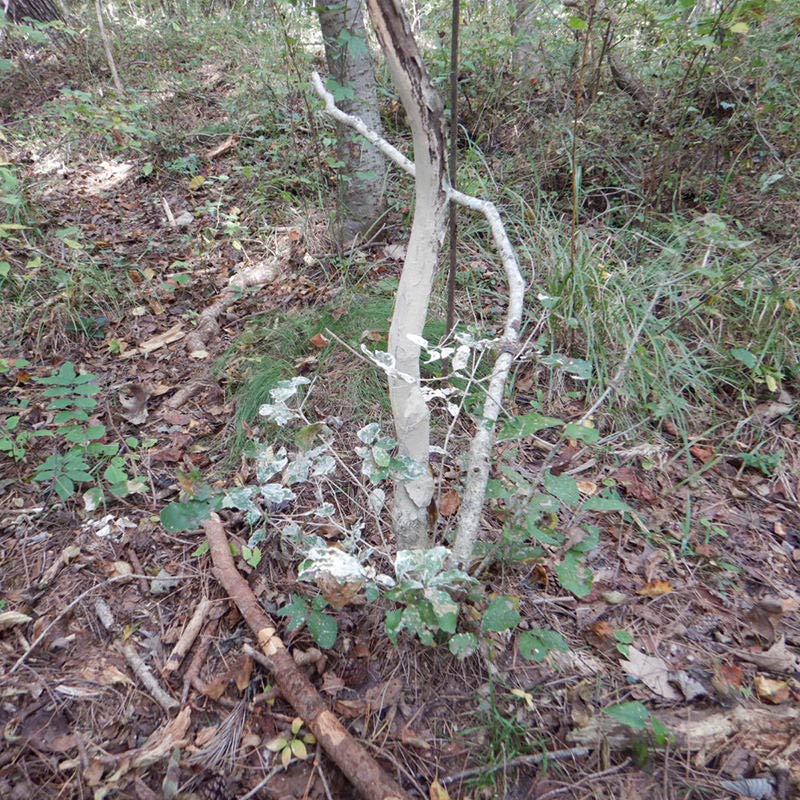 イノシシの体こすり跡