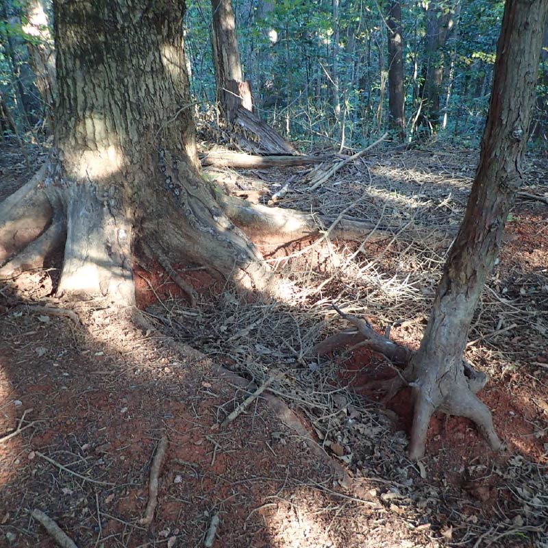 イノシシの体こすり跡