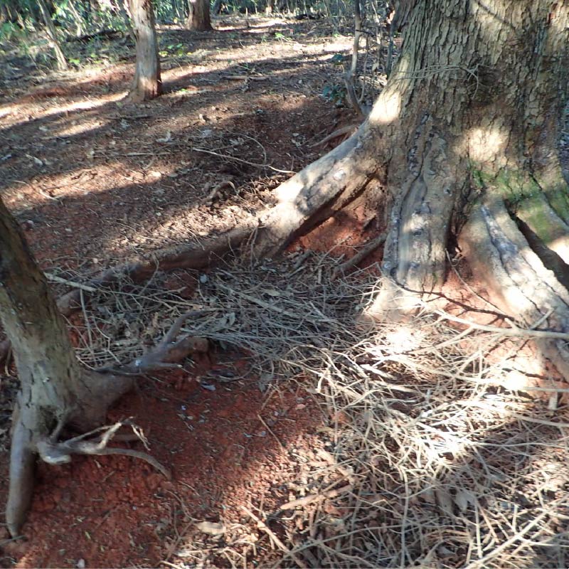 イノシシの体こすり跡