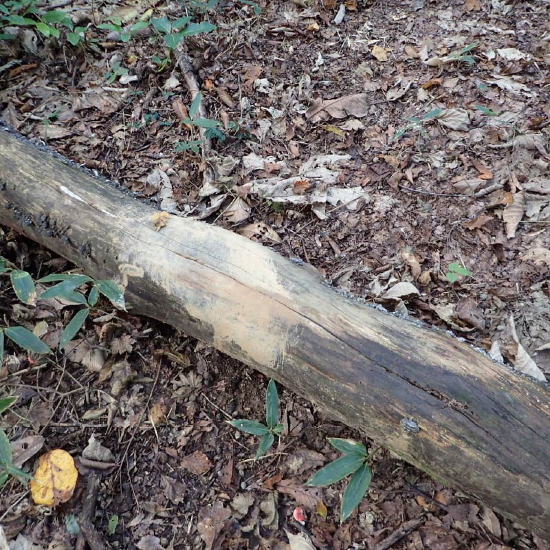 イノシシの体こすり跡