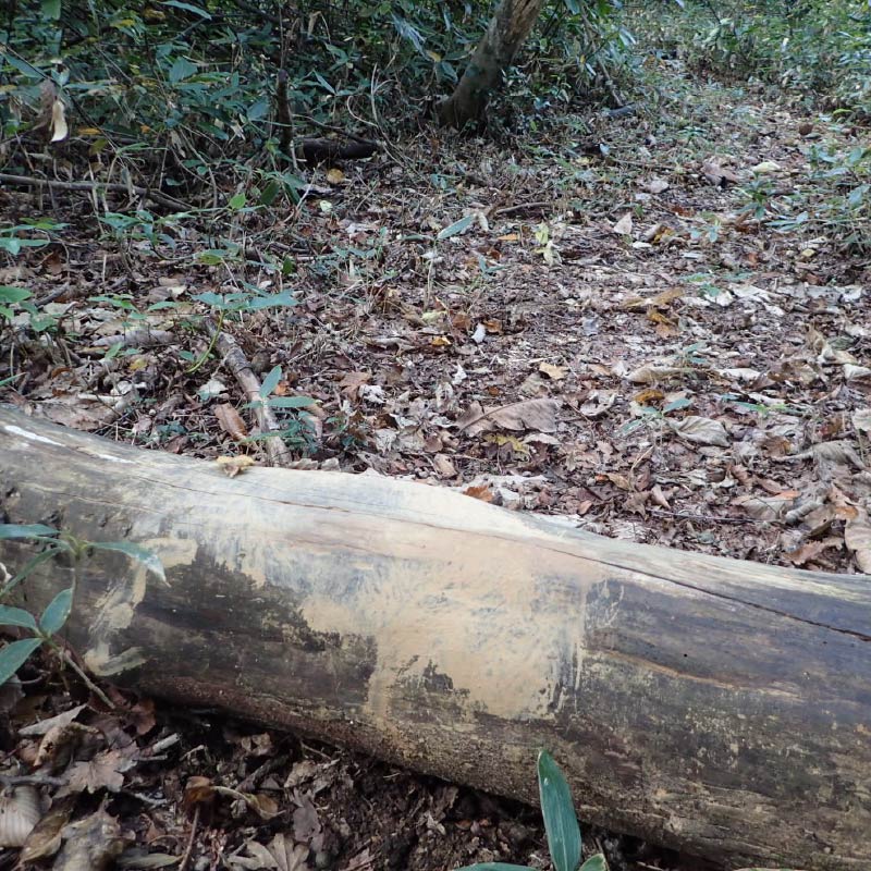 イノシシの体こすり跡