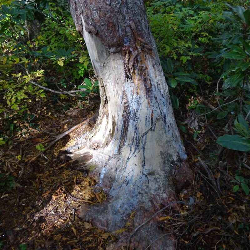 イノシシの体こすり跡