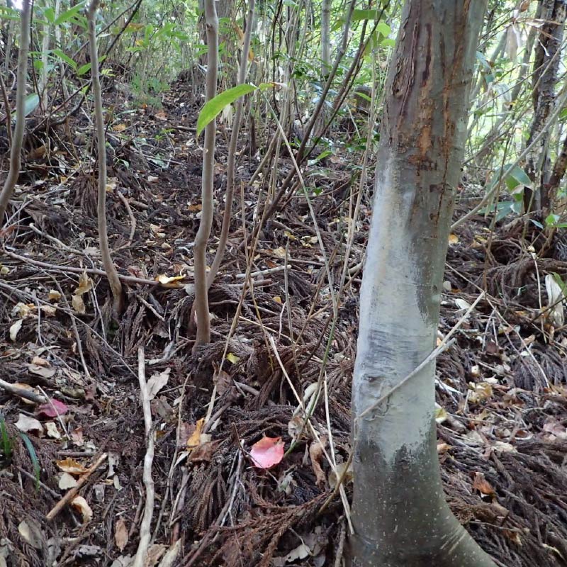 イノシシの体こすり跡