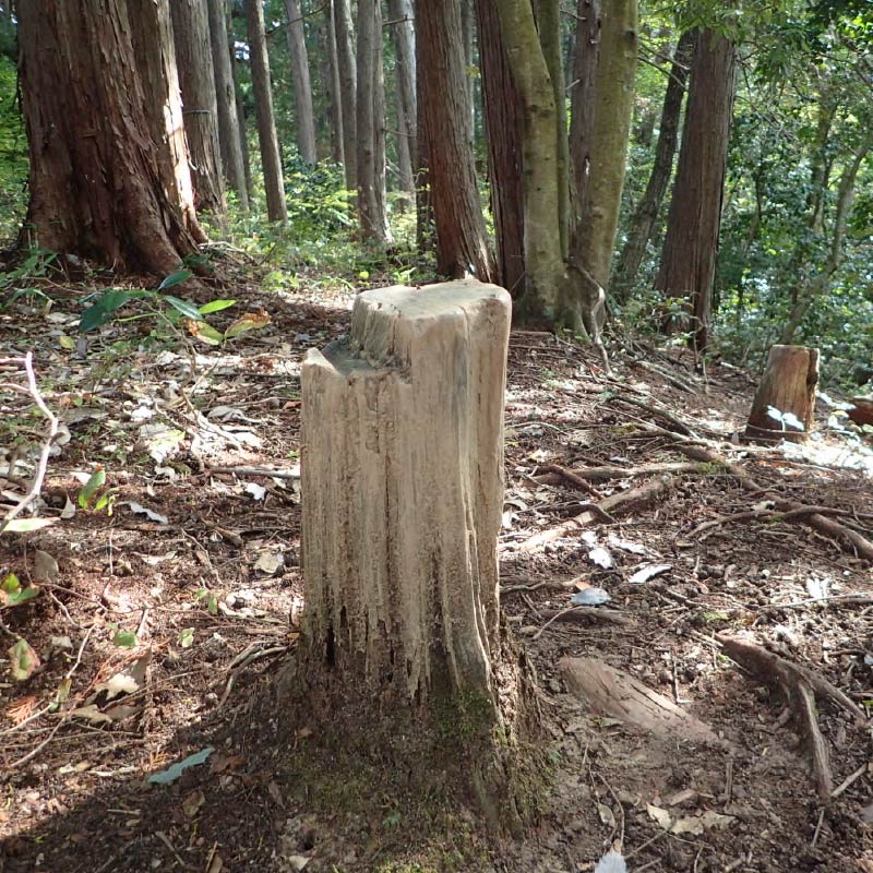 イノシシの体こすり跡