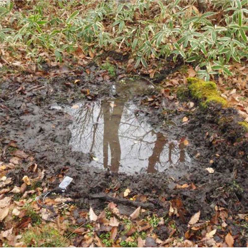 イノシシのぬた場