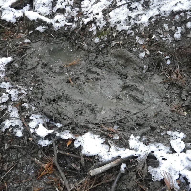 イノシシのぬた場