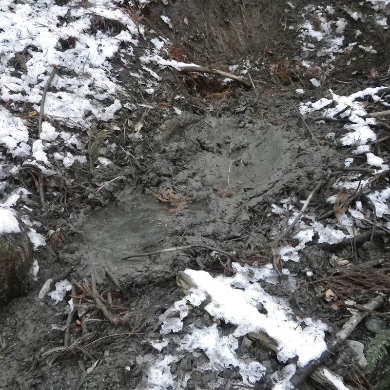 イノシシのぬた場