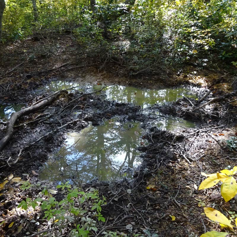 イノシシのぬた場