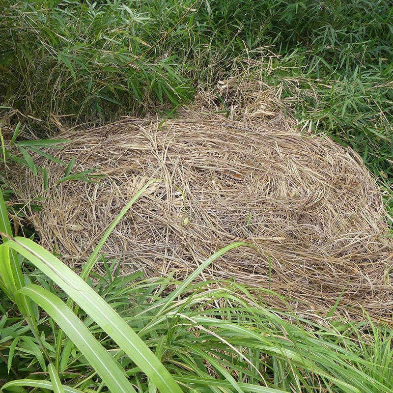 イノシシの巣跡