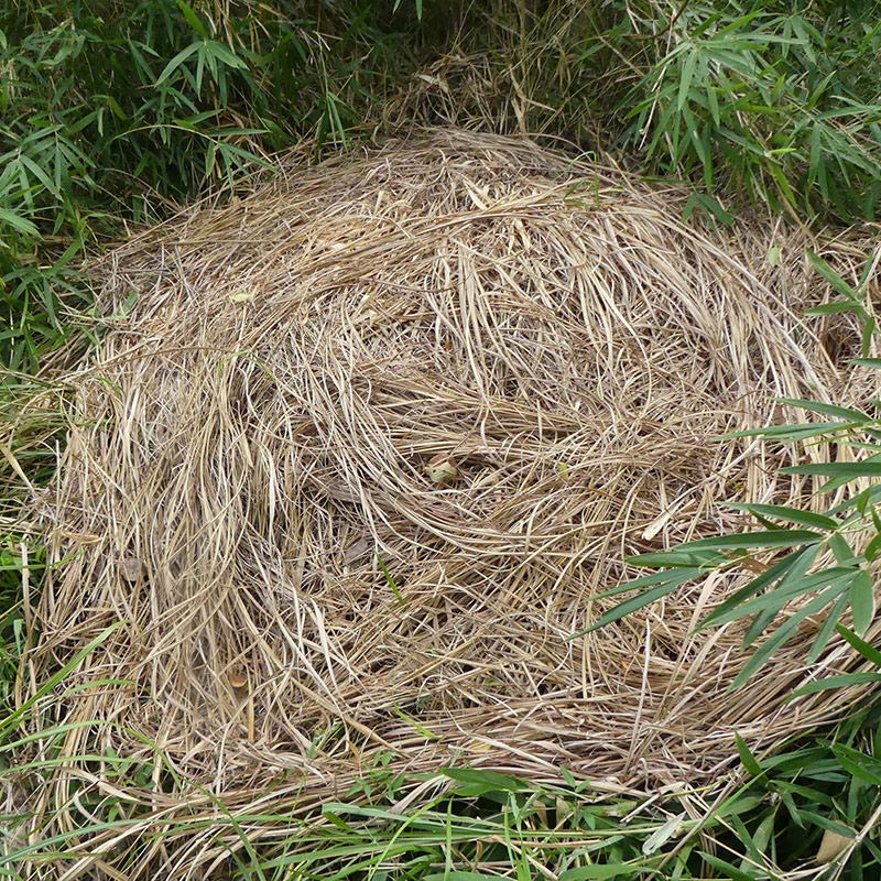 イノシシの巣跡