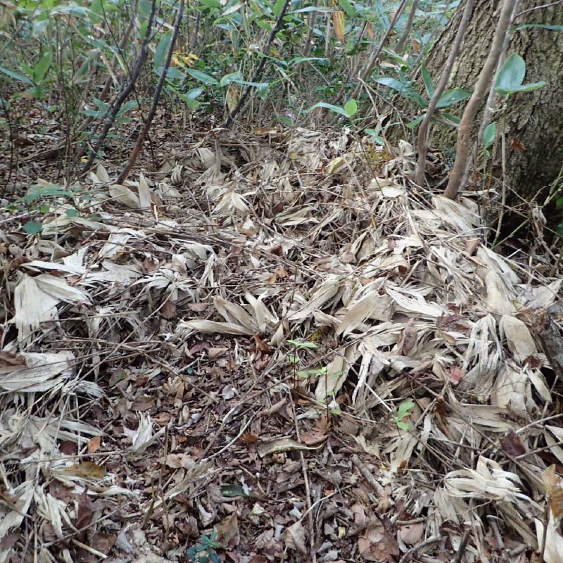 イノシシの巣跡