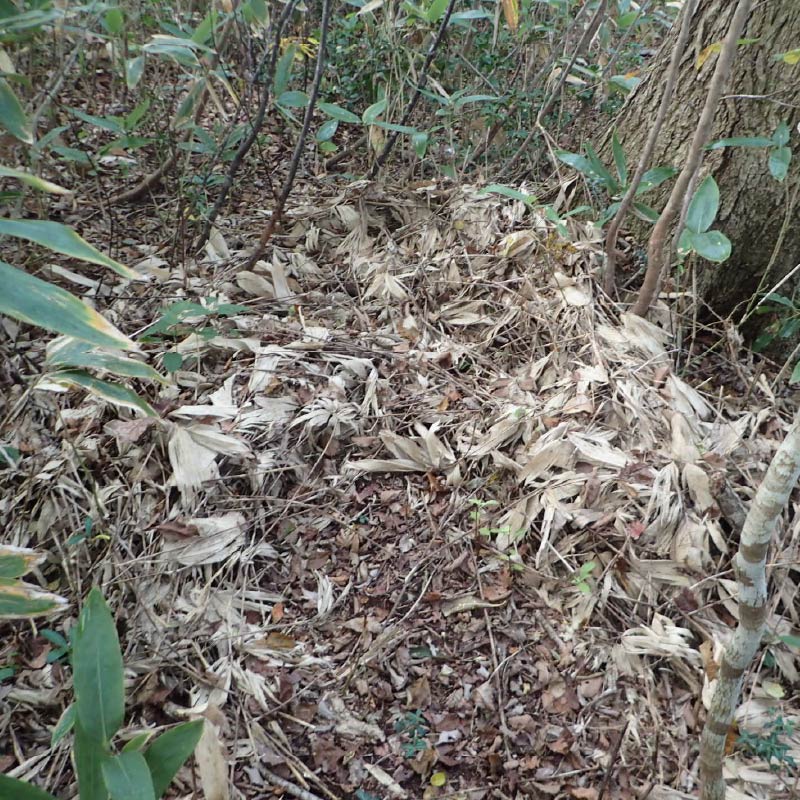 イノシシの巣跡