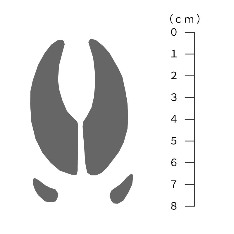 イノシシの足跡サイズ