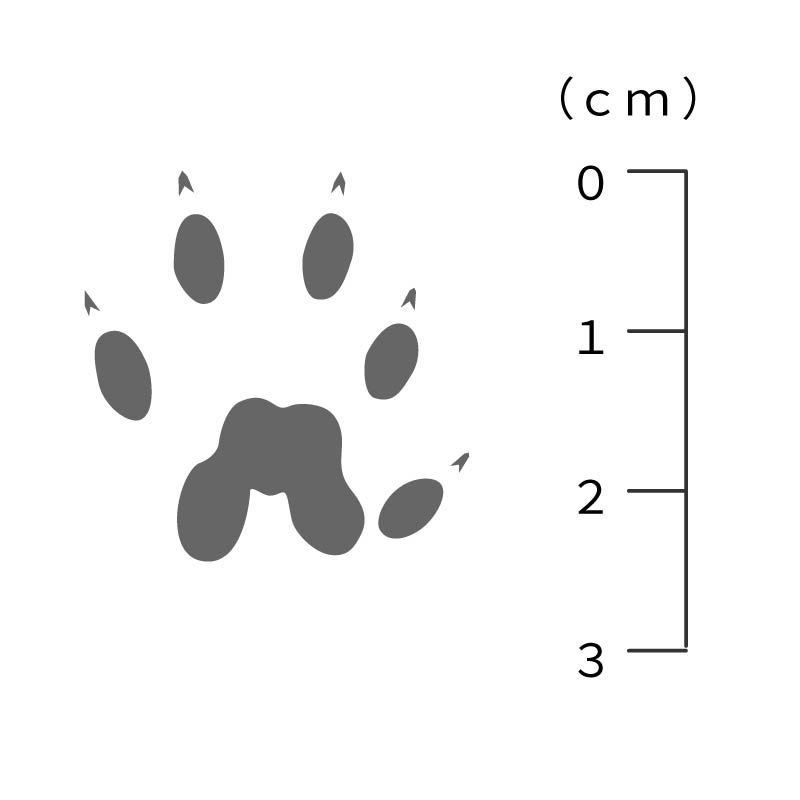 イタチの足跡サイズ